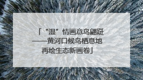 “湿”情画意鸟翩跹——黄河口候鸟栖息地再绘生态新画卷